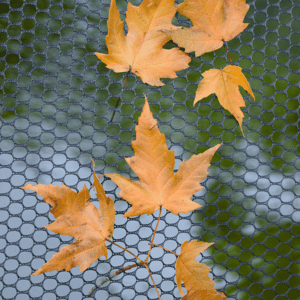 Deluxe Net Leaves